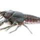 Alone, but not lonely. Image: Frank Lyko, DKFZ